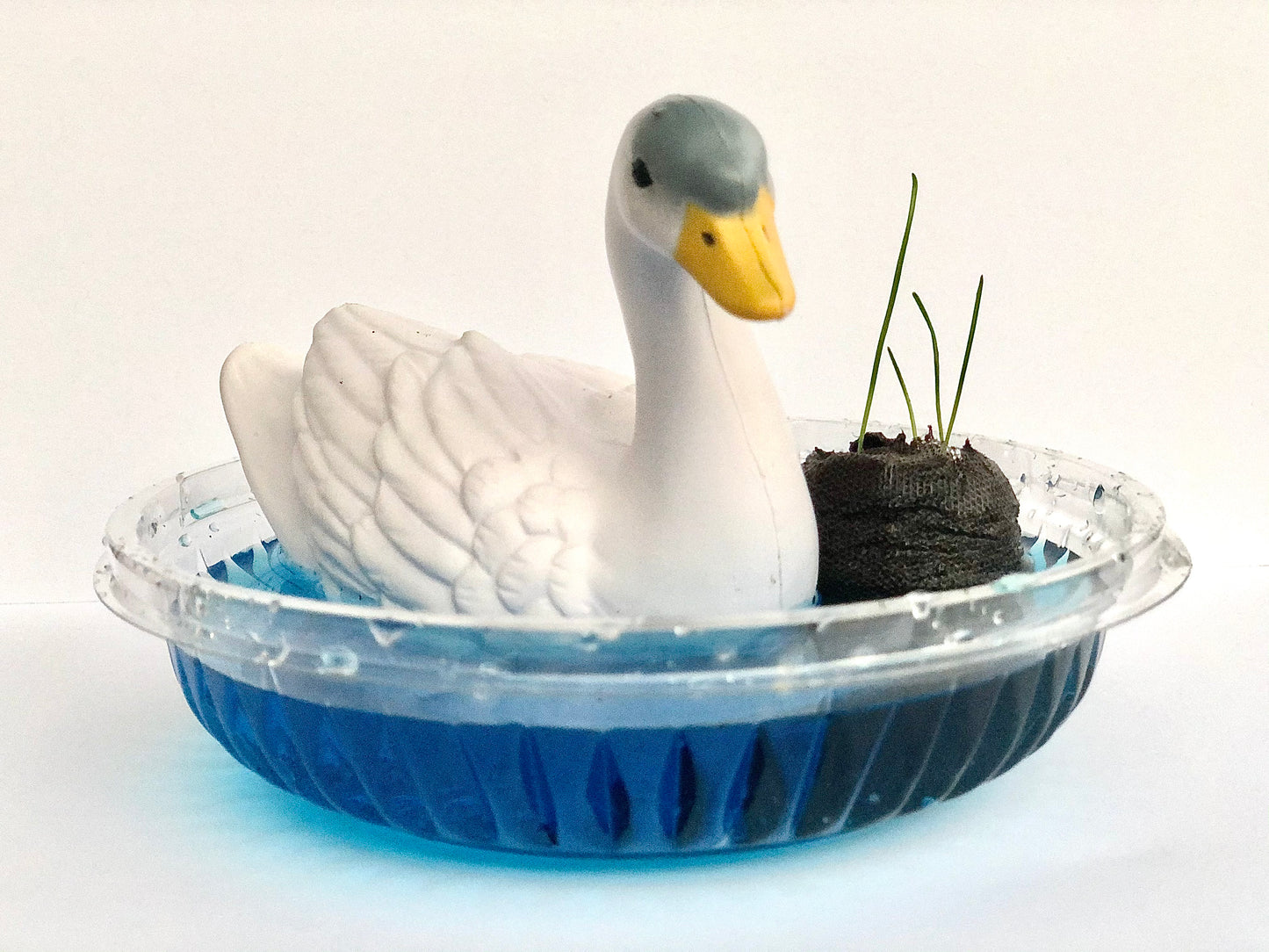 Swan Habitat science experiment for kids