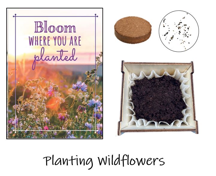 Plant Wildflowers with Kids