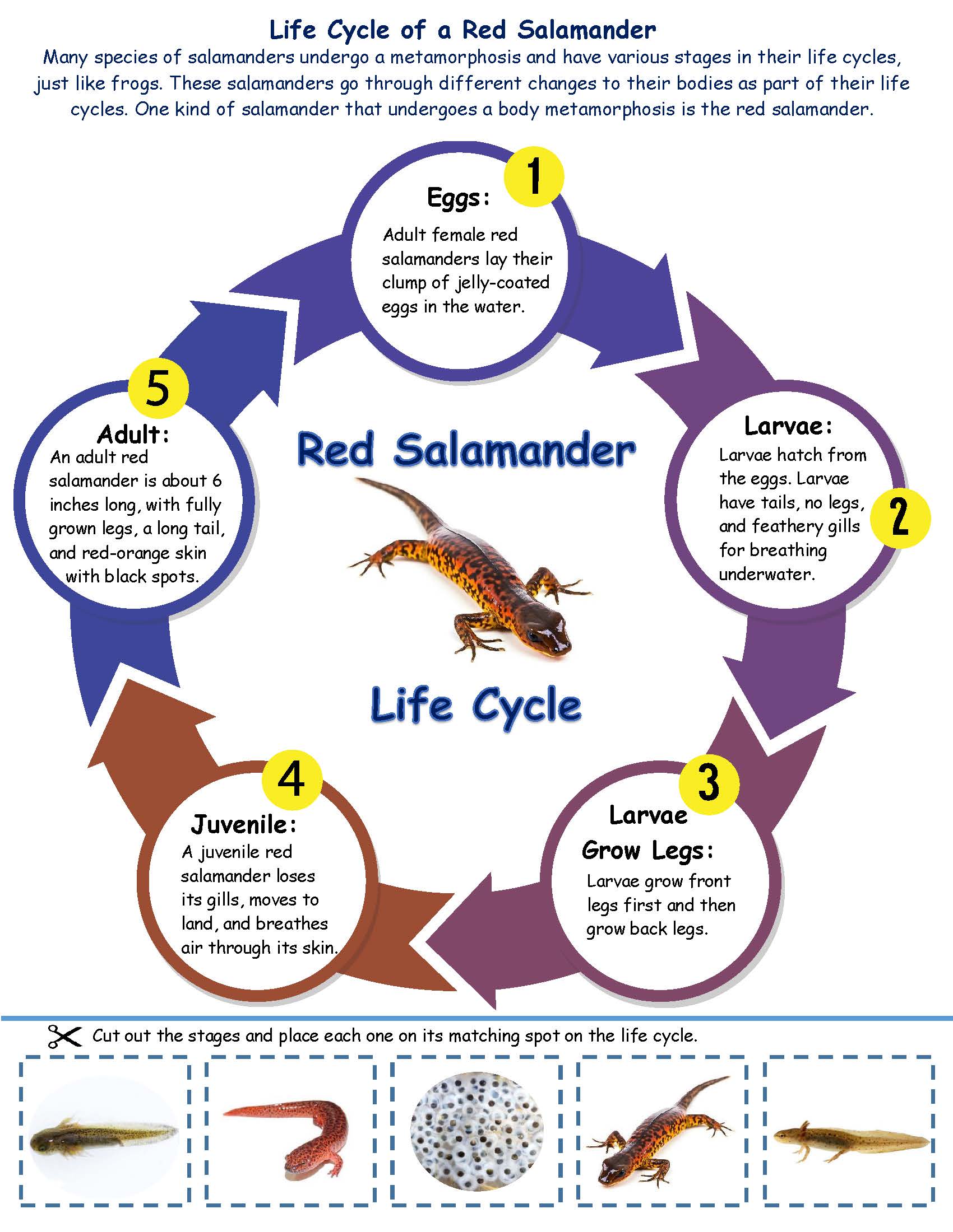 Salamander Life Cycle