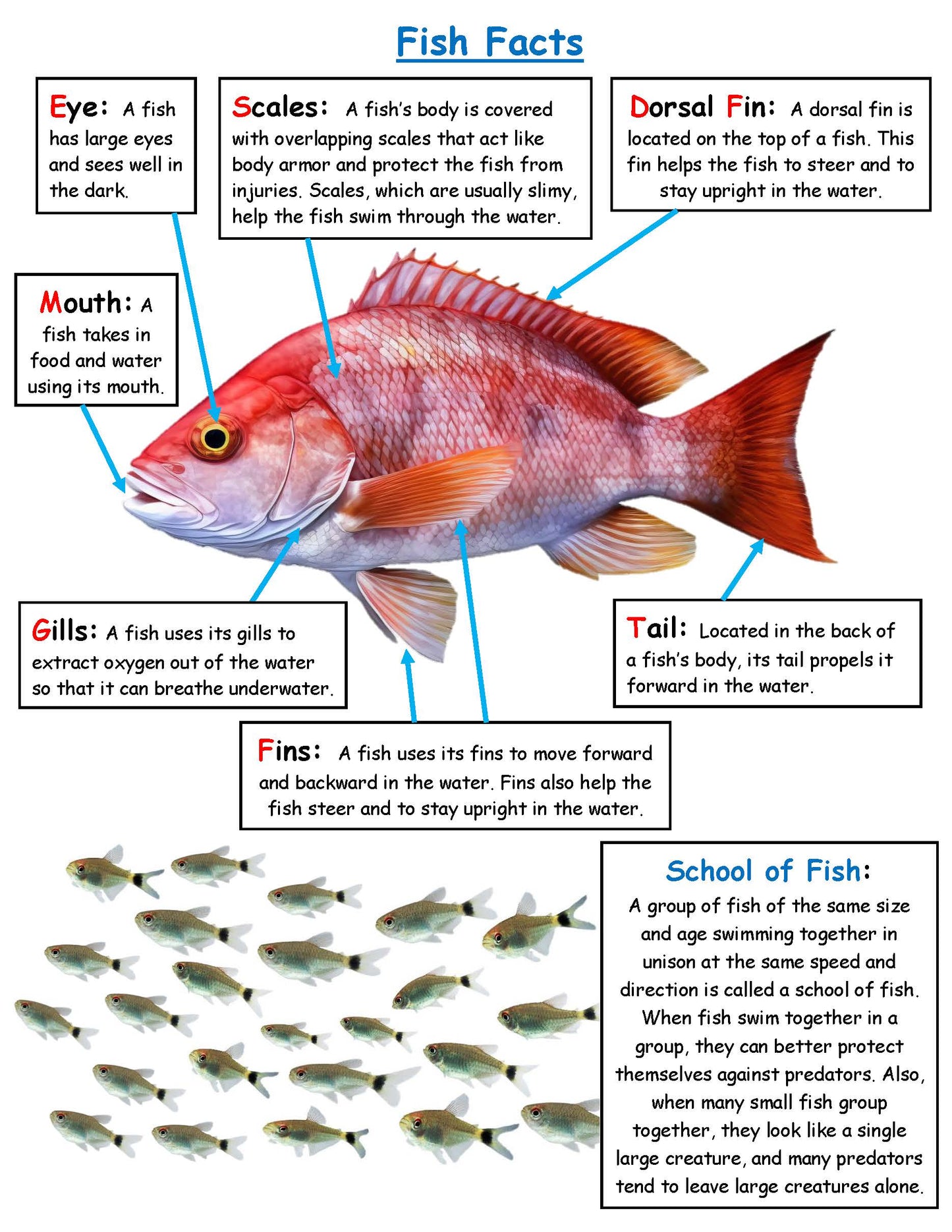 Fish Fact Board Kids
