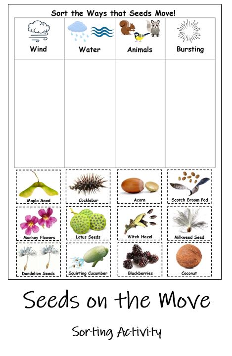 Seed Dispersal Sorting Game