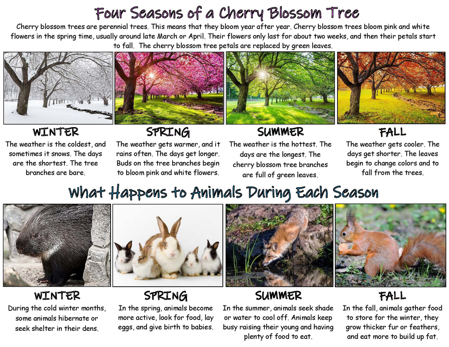 Facts about cherry blossom tree