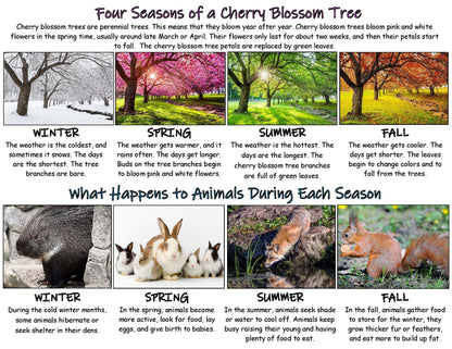 Facts about cherry blossom tree