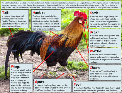 Rooster Facts for Kids STEM