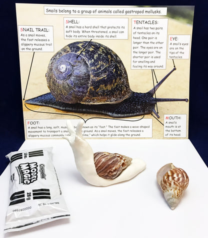 Snail science activity