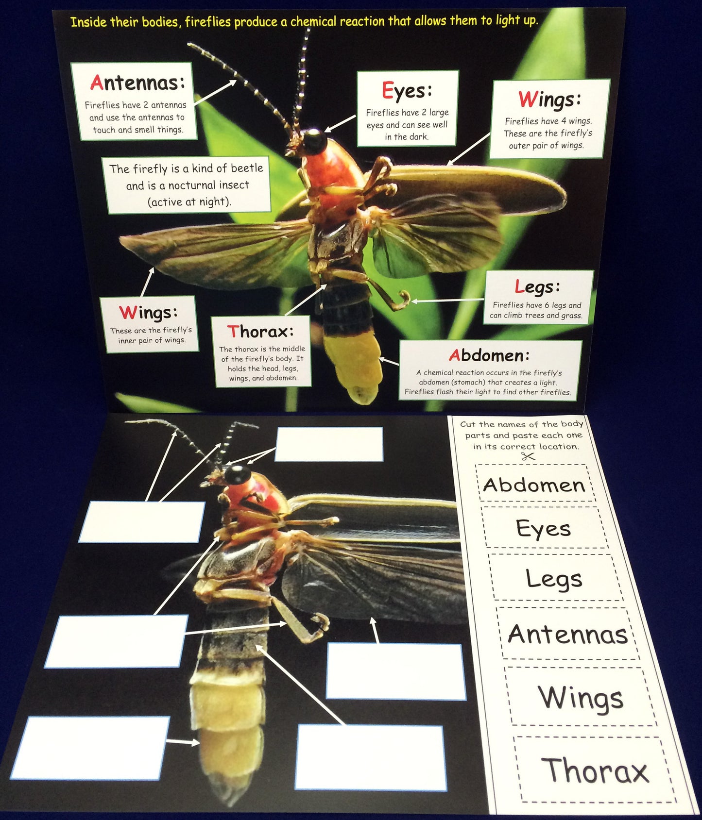 Science Activity - Learn about Fireflies Inspired by The Very Lonely Firefly by Eric Carle