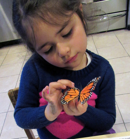 Explore the monarch butterfly with a real model- Ivy Kids Educational Activity Kit featuring the book Gotta Go! Gotta Go! by Sam Swope and over 10 art, literacy, math, and science activities inspired by the story. Learn about monarch butterflies. Perfect kit for spring.