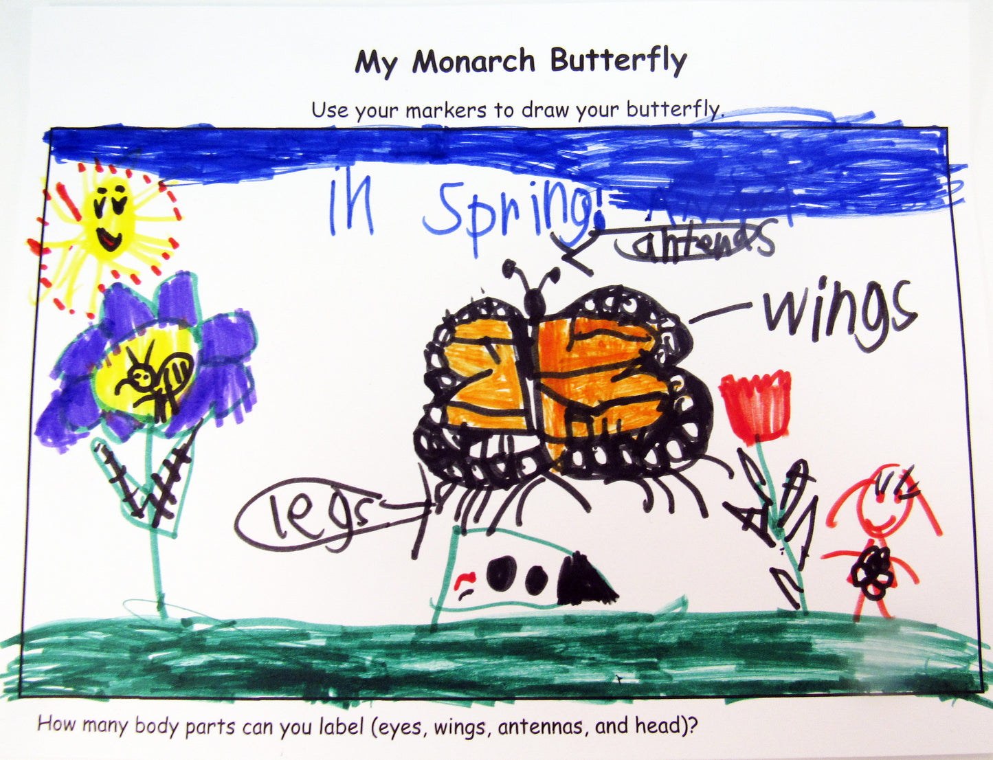 Observational drawing of a monarch butterfly - Ivy Kids Educational Activity Kit featuring the book Gotta Go! Gotta Go! by Sam Swope and over 10 art, literacy, math, and science activities inspired by the story. Learn about monarch butterflies. Perfect kit for spring.