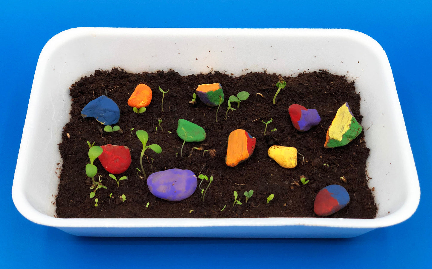 Rock Garden Kids Activity 