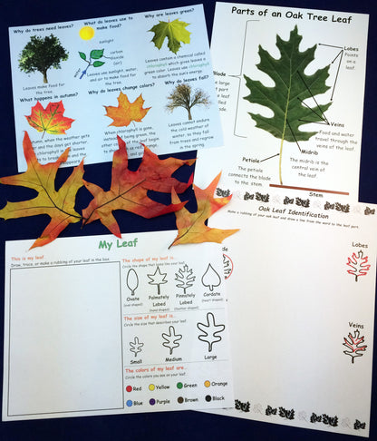 Science activity - exploring and observing oak tree leaves inspired by the book Leaves by David Ezra Stein