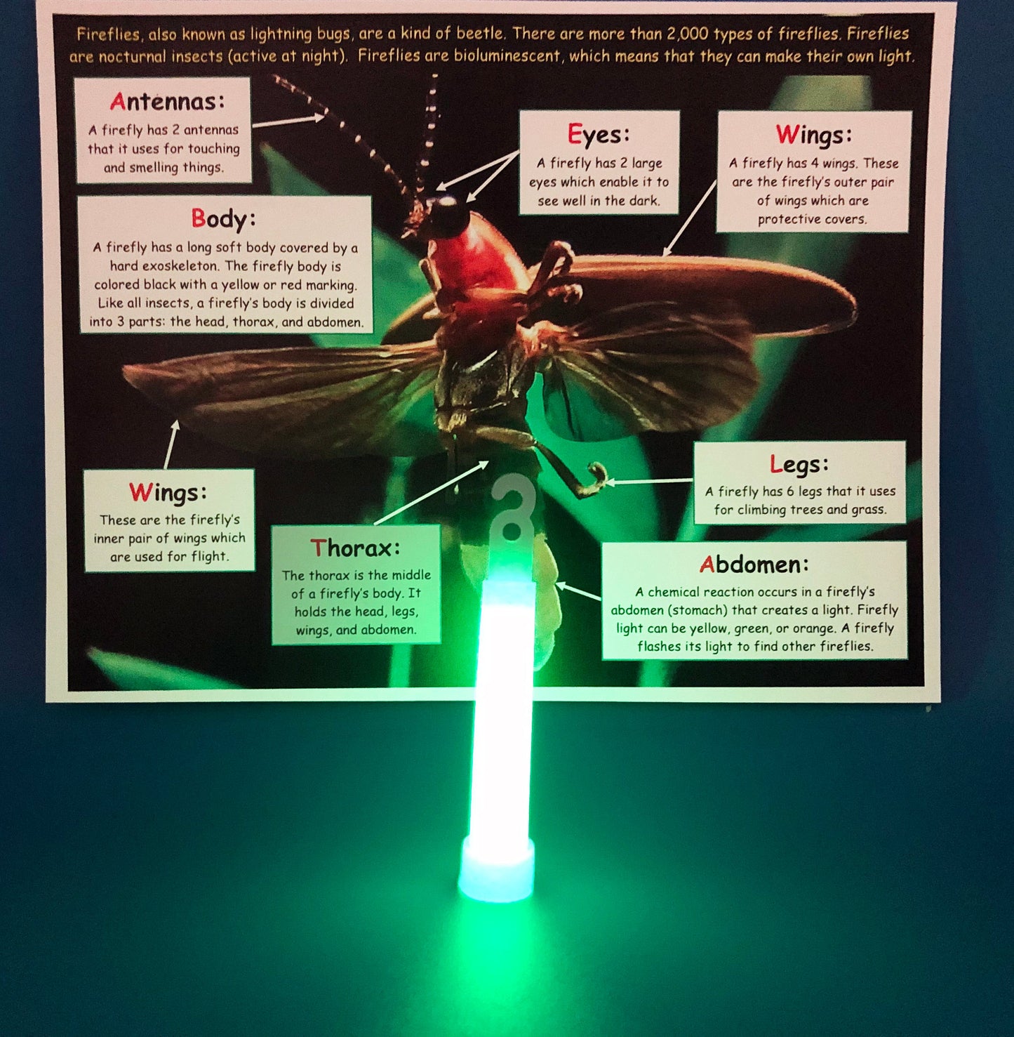 firefly facts bioluminescent glow stick