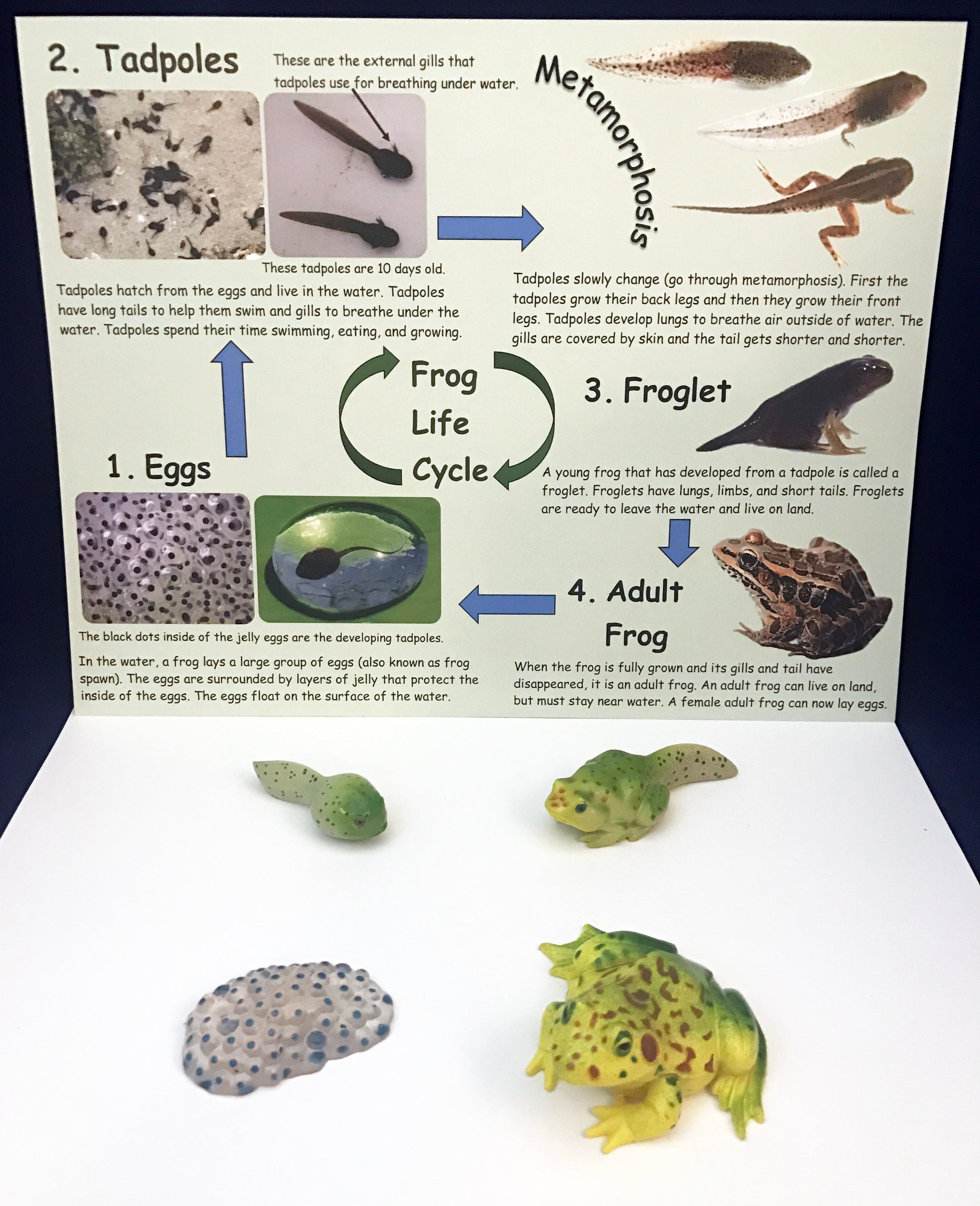 Frog Life Cycle inspired by Fish is Fish book 