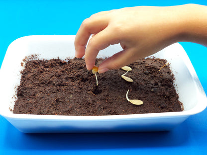 planting seeds with kids