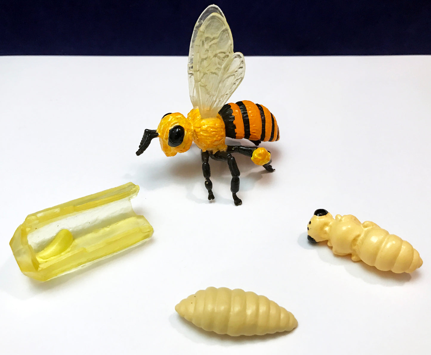 Bee life cycle figures