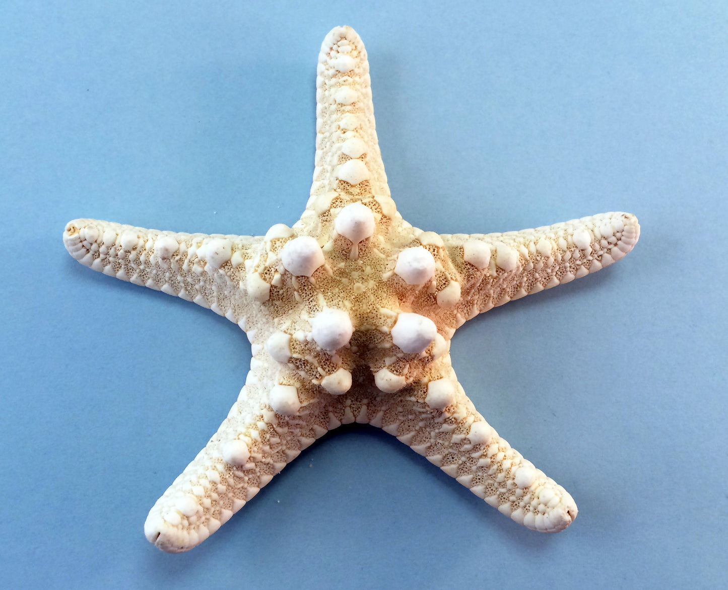 starfish activities for kids