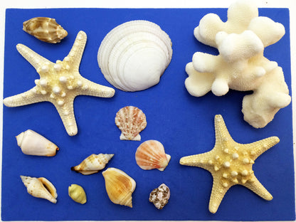 Science activity inspired by the book Over in an Ocean in a Coral Reef. Exploring starfish, coral, and seashells.