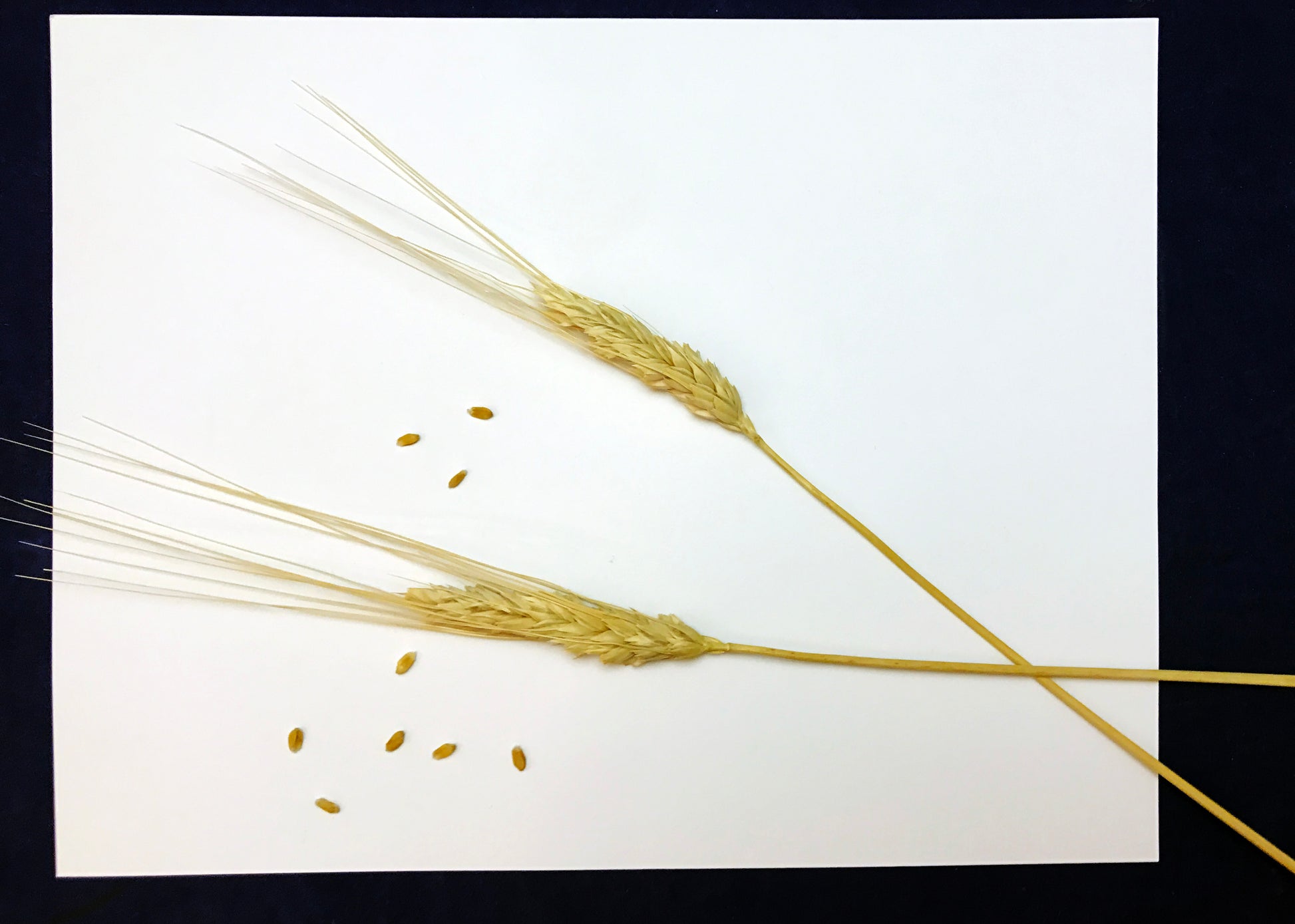 Explore wheat plant and grains science activity kids for FARM theme