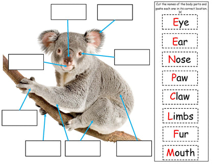 Koala body parts identification board