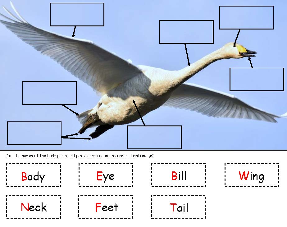 Tundra Swan Body Parts Board for Kids