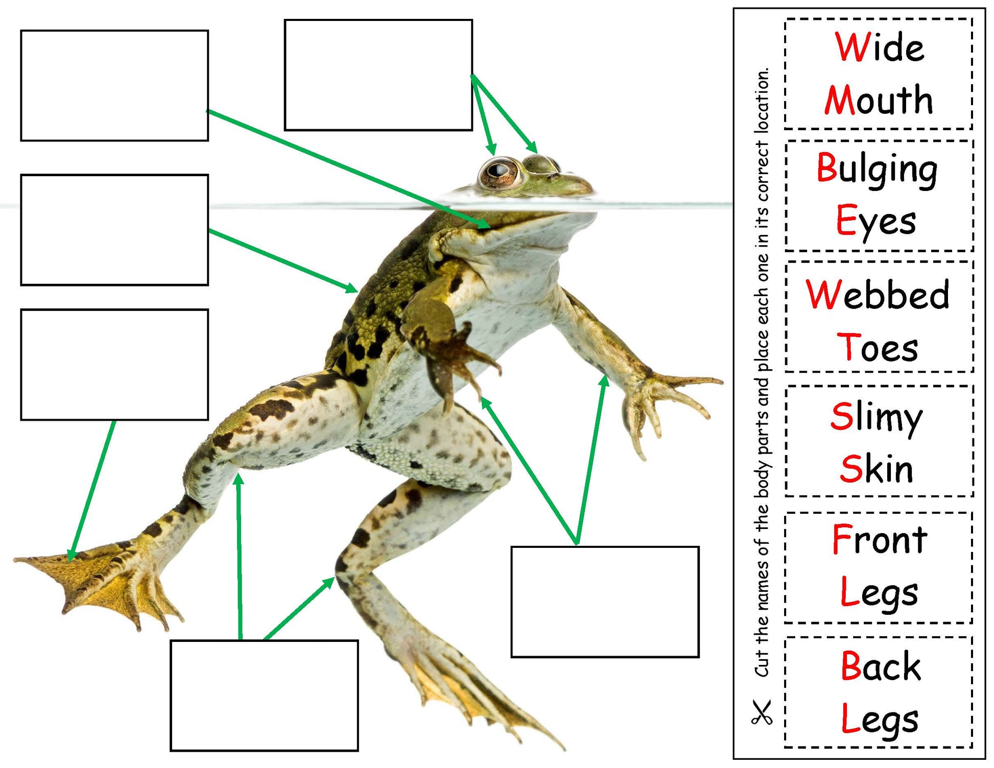 frog body part identification board