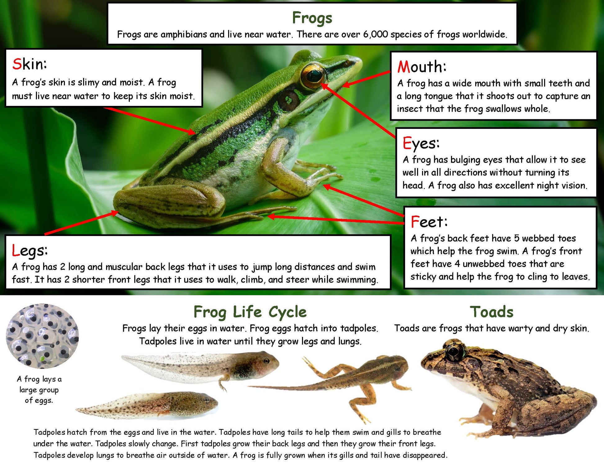 frog fact board