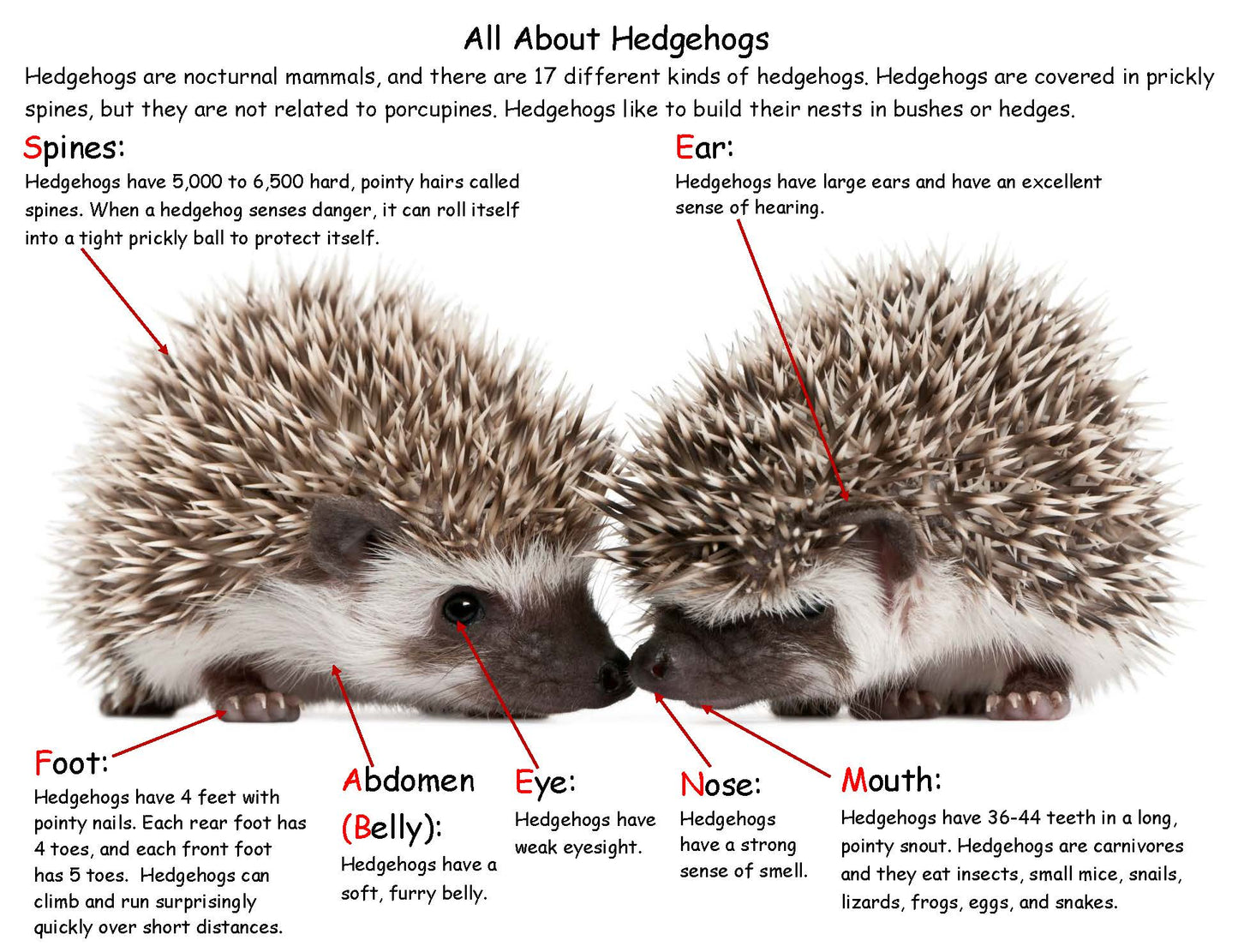 Hedgehog FACTS Kids STEM
