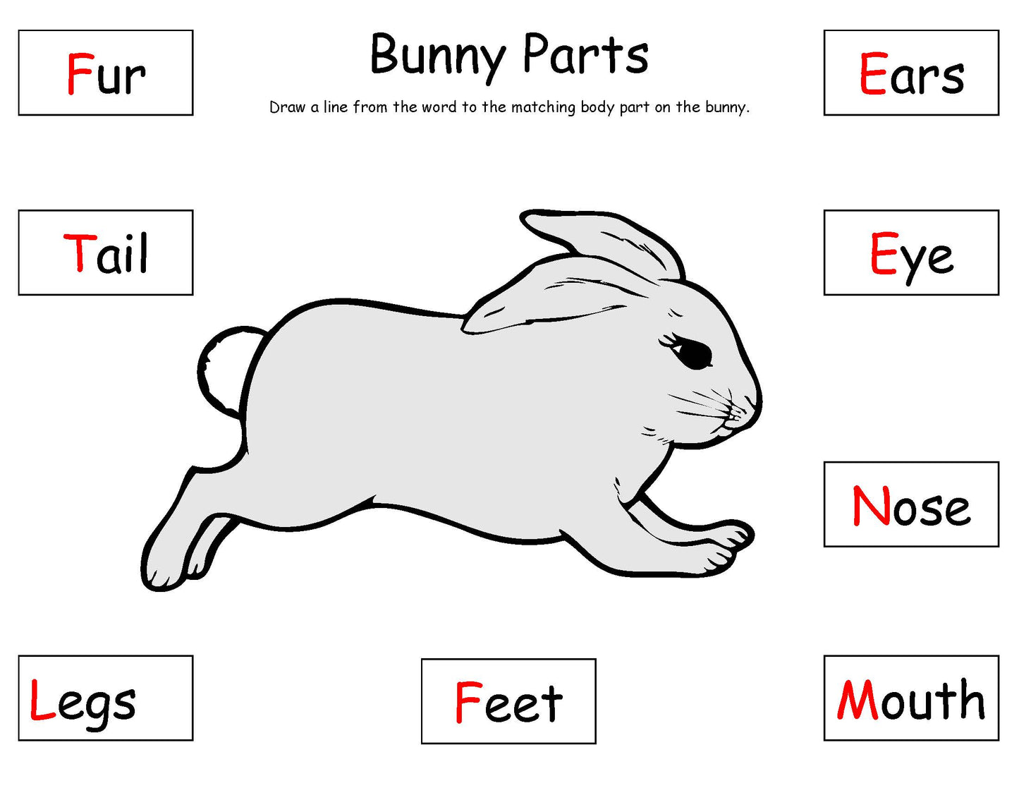 Rabbit body parts