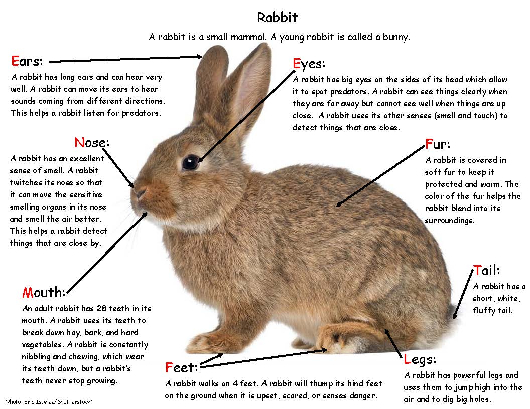 Bunny Facts - Rabbit body parts