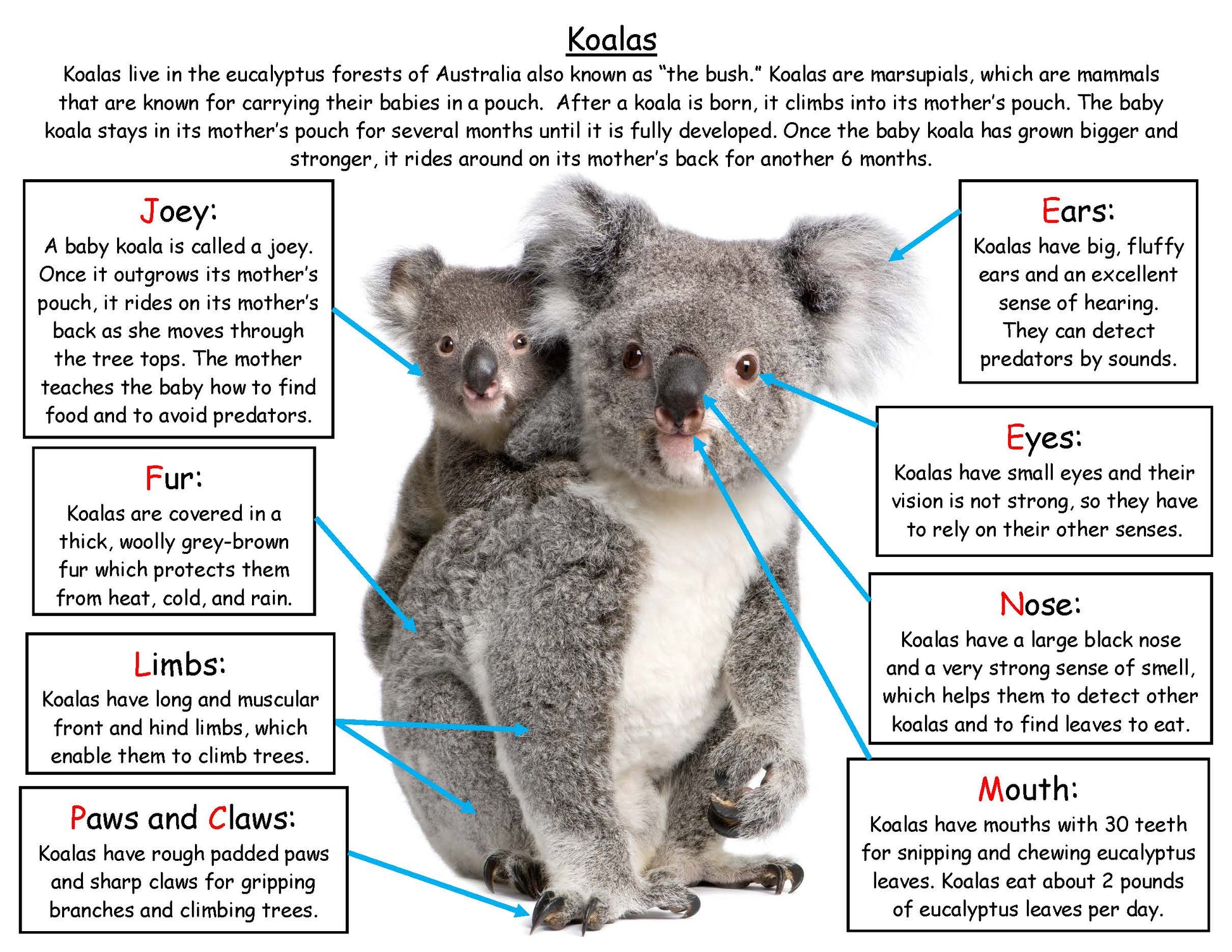 All about Koalas Fact Board