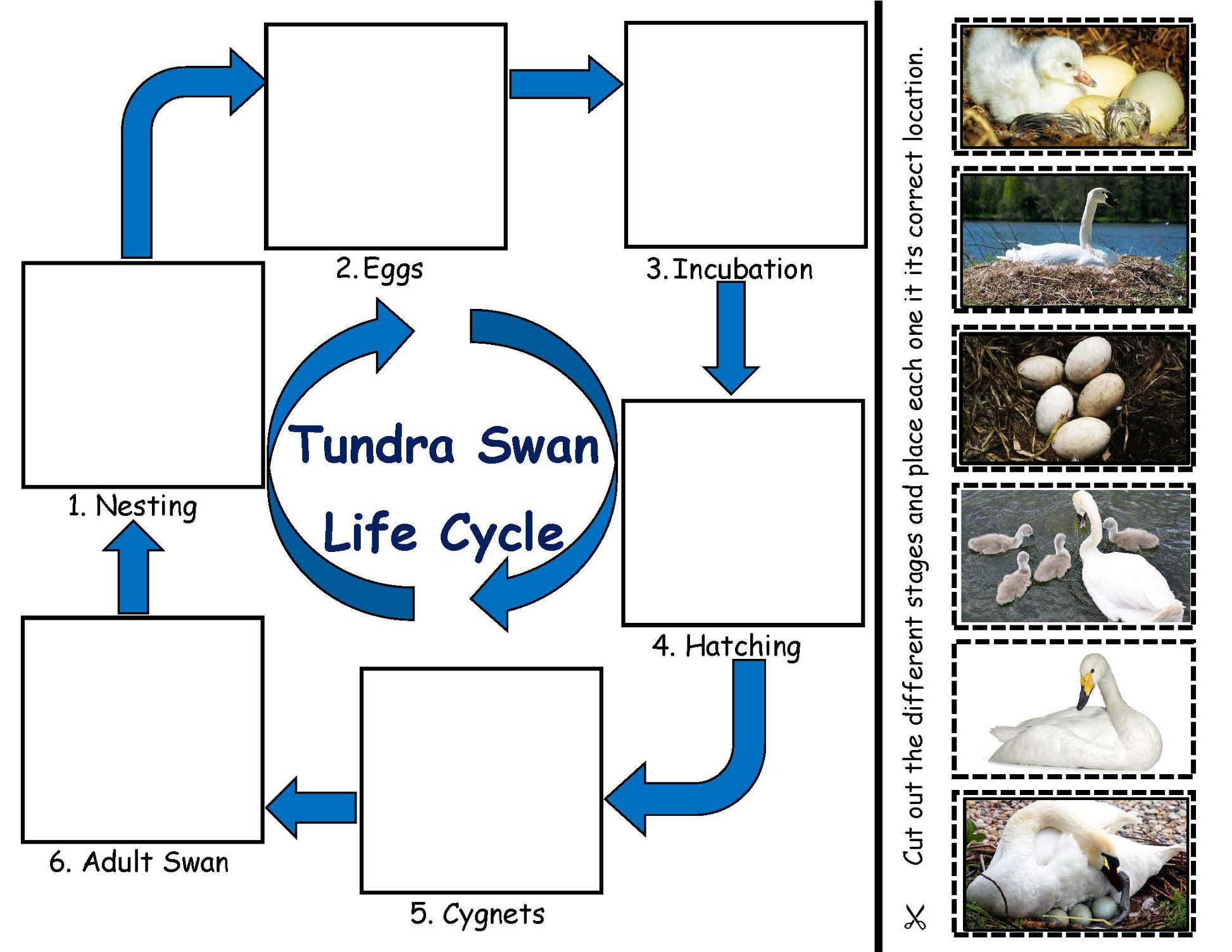 Tundra Swan Life Cycle Board for Kids